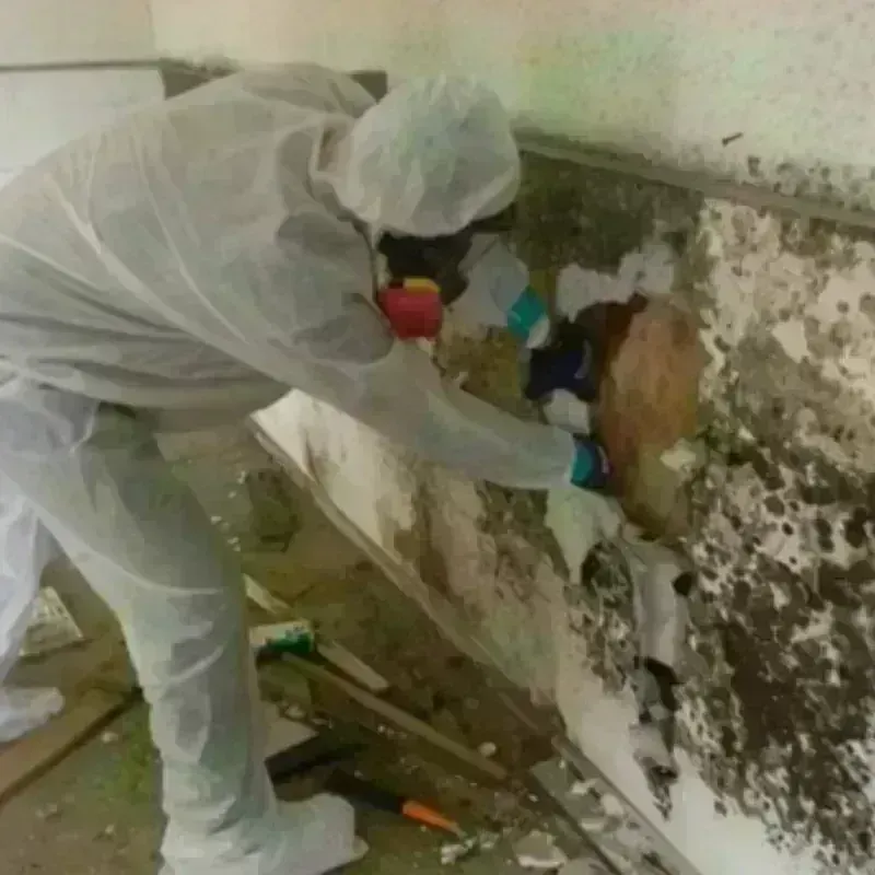 Mold Remediation and Removal in Sullivan City, TX